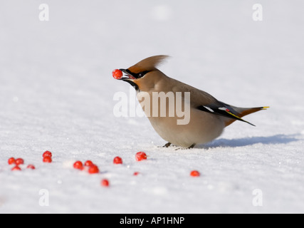 Seidenschwanz Bombycilla Garrulus ernähren sich von Rowan Beeren Oulu Finnland winter Stockfoto