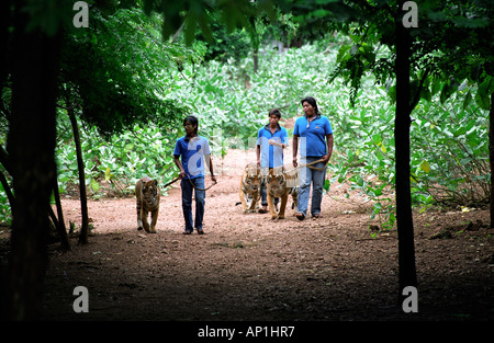 THAILAND-HALTER IN BLAU UND TOURISTEN ERFAHRUNG ENGEN KONTAKT MIT TIGER IM TIGER TIGER BUDDHISTISCHEN TEMPEL KANCHANABURI IN DER NÄHE VON KWAI Stockfoto