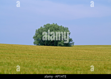 ein Baum Stockfoto