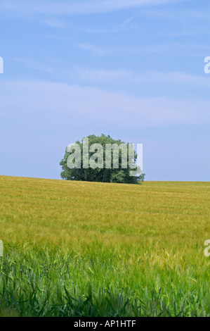 ein Baum Stockfoto