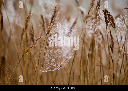 Tau beladen Spinnweben auf Phragmites Reed Kopf Titchwell RSPB Reserve Norfolk März Stockfoto