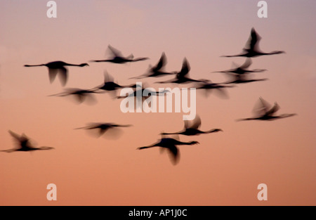 Größere Flamingos Phoenicopterus Ruber im Flug bei Sonnenuntergang in Silhoette Etosha-Namibia Stockfoto