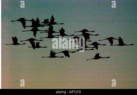 Silhouetten von größeren Flamingos Phoenicopterus Ruber im Flug bei Sonnenuntergang Etosha-Namibia Stockfoto