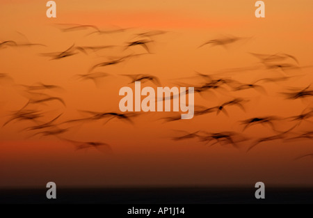 Größere Flamingos Phoenicopterus Ruber im Flug bei Sonnenuntergang Namibia Walvis Bay Stockfoto