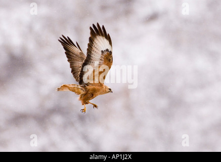 Steppe Mäusebussard Buteo Vulpinus Georgien April Stockfoto