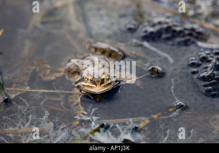 Marsh Frog Rana Ridibunda im Teich umgeben von Spawn großer Kaukasus Georgien April Stockfoto