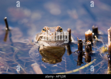 Marsh Frog Rana Ridibunda im Teich großer Kaukasus Georgien April Stockfoto