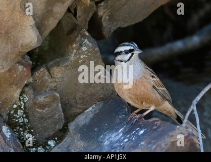 Rock Bunting Emberiza cia männlichen großen Kaukasus Georgien April Stockfoto