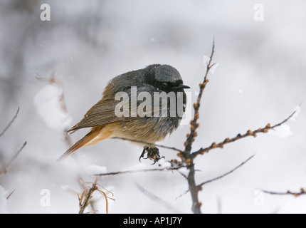Black Redstart Phoenicurus Ochruros Männchen des Rennens Ochruros Kasbegi großer Kaukasus Georgien April Stockfoto