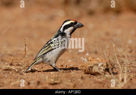 Acacia Pied Barbet Tricholaema Leucomelias Namibia Stockfoto