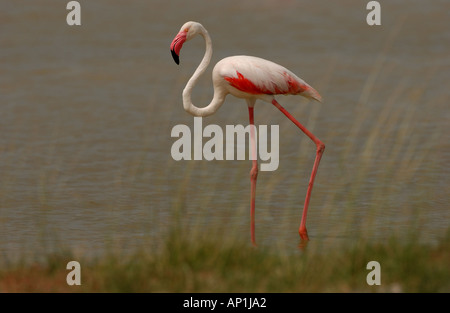 Größere Flamingo Phoenicopterus Ruber Etosha-Namibia Stockfoto