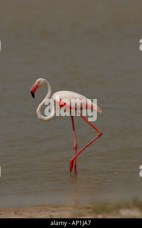 Größere Flamingo Phoenicopterus Ruber Etosha-Namibia Stockfoto