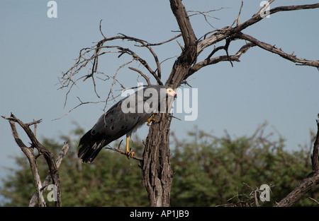 Gymnogene oder afrikanische Harrier Falke Polyboroides Typus suchen Felsspalten für Lebensmittel Etosha-Namibia Stockfoto