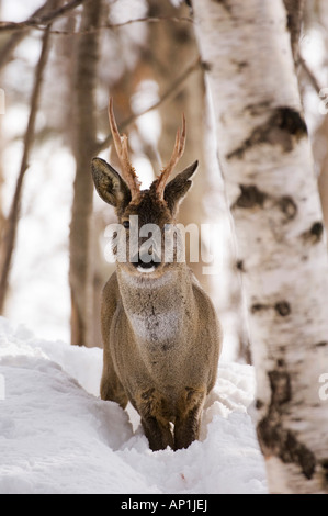 Reh Bock Capreolus Capreolus schottischen Highlands winter Stockfoto
