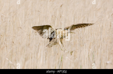 Rohrdommel Botaurus Stellaris das berühmte weibliche bekannt als V Minsmere Suffolk Frühjahr 2007 Stockfoto