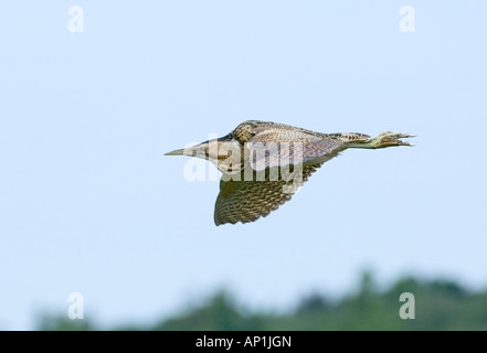 Rohrdommel Botaurus Stellaris das berühmte weibliche bekannt als V Minsmere Suffolk Frühjahr 2007 Stockfoto