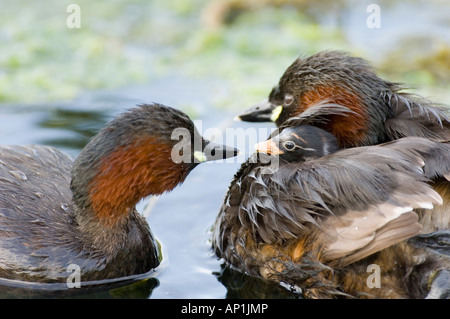 Wenig Grebe-paar mit Küken auf Rückseite North Norfolk Sommer Stockfoto