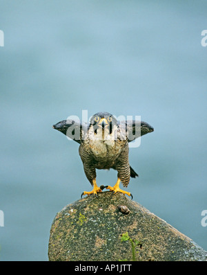 Wanderfalken Falco Peregrinus weiblichen Vogel gehockt Fotografen aufrufen verstecken Irland Juni Stockfoto