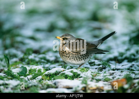 Wacholderdrossel Turdus Pilaris im Schnee im Obstgarten Kent winter Stockfoto