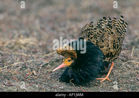 Kampfläufer Philomachus Pugnax männliche Gefieder anzeigen im Lek züchten kann Finnland Stockfoto