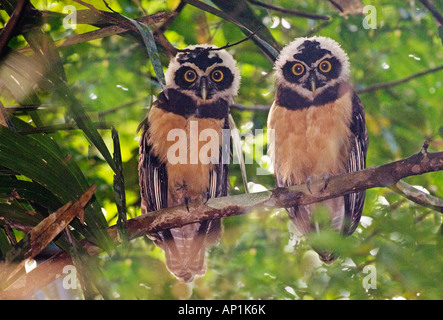 Spectacled Eulen Pulsatrix Perspicillata Chapmani Jungtiere Gamboa Straße Panama Stockfoto