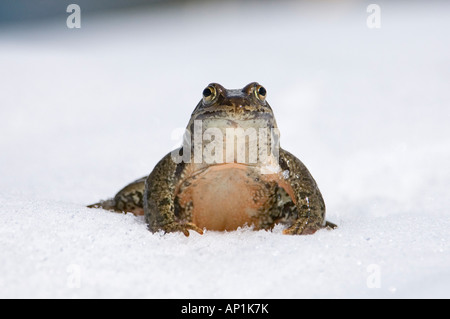 Marsh Frog Rana Ridibunda männlich im großen Kaukasus Georgien April Schnee Stockfoto