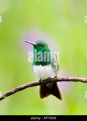 Snowy bellied Kolibri Amazilia e Edward El Valle Panama Stockfoto