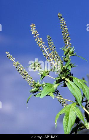 Jährliche Ragweed (Ambrosia Artemisiifolia), Blüte Stockfoto