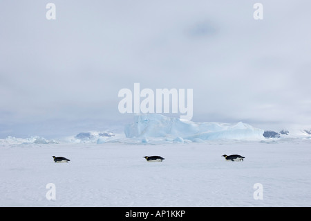 Kaiserpinguine Aptenodytes Fosteri November über Meereis der Weddell-See in der Nähe von Snow Hill Island Antarktis Reisen Stockfoto