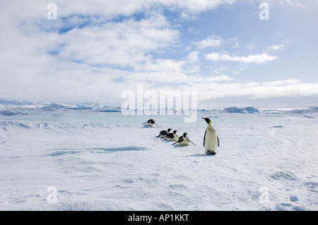 Kaiserpinguine Aptenodytes Fosteri November über Meereis der Weddell-See in der Nähe von Snow Hill Island Antarktis Reisen Stockfoto