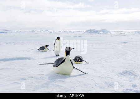 Kaiserpinguine Aptenodytes Fosteri November über Meereis der Weddell-See in der Nähe von Snow Hill Island Antarktis Reisen Stockfoto