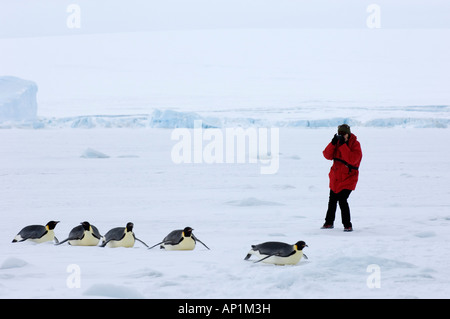 Touristen fotografieren Kaiserpinguine Aptenodytes Forsteri auf Eisschollen auf Snow Hill Island Antarktis November Stockfoto