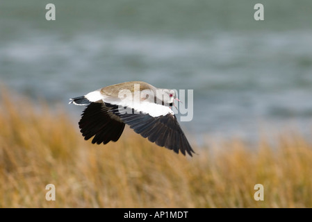 Südlichen Kiebitz Vanellus Chilensis männlichen Tierra Del Fuego Argentinien November aufrufen Stockfoto