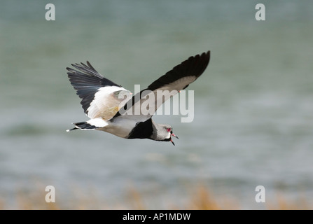 Südlichen Kiebitz Vanellus Chilensis männlichen Tierra Del Fuego Argentinien November aufrufen Stockfoto