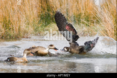 Crested Ente Lophonetta Specularioides aggressiv in Grenzstreitigkeiten in Richtung Spectacled Ente Anas Specularis Tierra de Stockfoto