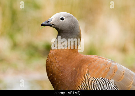 Ashy leitete Gans Chloephaga Poliocephala Tierra Del Fuego Argentinien November Stockfoto