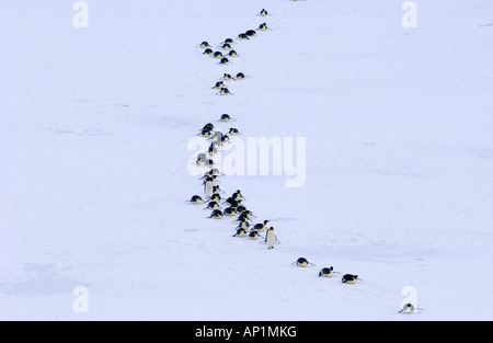 Kaiserpinguine Aptenodytes Forsteri auf dem Marsch zum Meer aus ihrer Kolonie Snow Hill Island Antarktis November Stockfoto