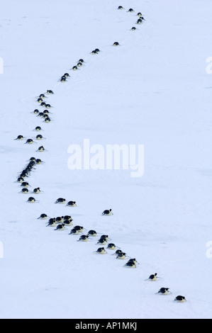 Kaiserpinguine Aptenodytes Forsteri auf dem Marsch zum Meer aus ihrer Kolonie Snow Hill Island Antarktis November Stockfoto