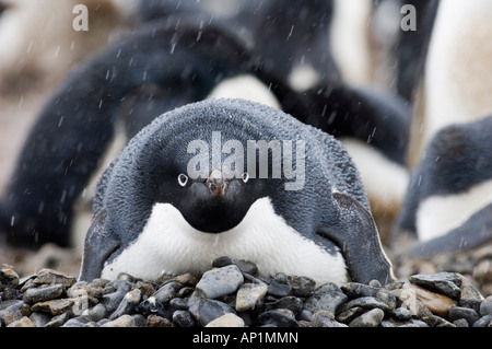 Adelie Penguin Pygoscelis Adeliae Inkubation auf nest Brown Bluff antarktische Halbinsel Stockfoto