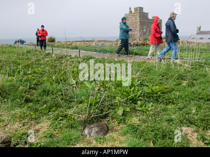 Eiderente Somateria Mollissima weiblich auf nest Inner Farne Farne Islands Northumberland April Stockfoto