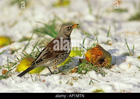 Wacholderdrossel Fütterung auf gefallene Äpfel im Obstgarten im Winter UK Stockfoto