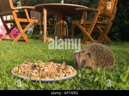 Igel im Garten Norfolk Sommer Stockfoto