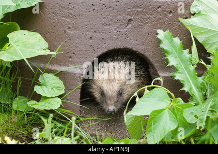 Igel Erinaceus Europaeus aus Igelhaus im Garten Norfolk Sommer Stockfoto