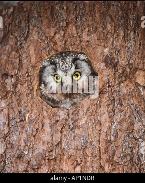 Rauhfußkauz s Eule Aegolius Funereus Peerting vom Baum nest Loch kann Finnland Stockfoto