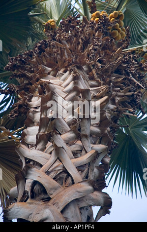 Borassus Flabelliformis Toddy palm Kitchener Botanischer Garten Assuan Ägypten Afrika Naher Osten DSC 4203 Stockfoto