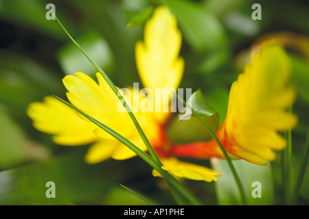 Close Up Bromelie Hochblatt Vriesea Splendens Botanic Gardens Glasgow Schottland, Vereinigtes Königreich Stockfoto
