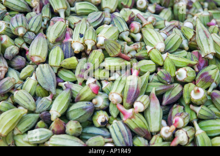 Nahaufnahme Foto des jungen Okra Abelmoschus Esculentus Hibiscus zum Verkauf auf einem Markt in Assuan, Ägypten, Afrika, Naher Osten DSC 4282 Stockfoto