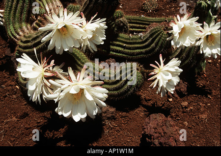 Blühende Kakteen, Botanischer Garten, Jardim Botanico, Funchal, Madeira Stockfoto