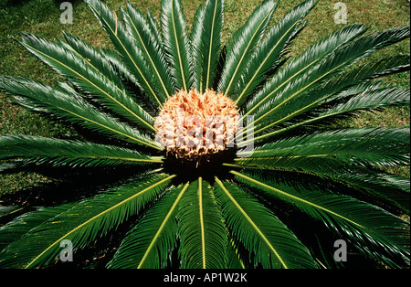 Ein Cycad, Botanischer Garten, Jardim Botanico, Funchal, Madeira Stockfoto