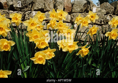 Narzissen wachsen neben einer Trockensteinmauer, Cotswolds, Gloucestershire, England. Stockfoto